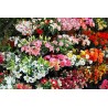 Fiori artificiali